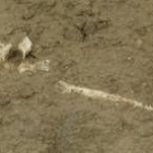 Imagen de uno de los cuerpos deseterrados en las excavaciones de San Miguel de Escalada