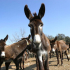 Burros catalanes en la Granja Fuives, en Olvan, Berguedà.