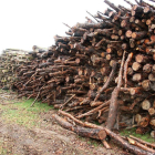 La mayor parte de la madera pertenece a juntas vecinales. DL