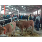 El recinto ferial Las Rozas de Villablino acogerá este sábado la exposición de ganado en la que se sustenta la mitad de la Feriona. ARAUJO.