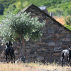 ‘Roca’ y ‘Musgo’, los dos labradores que guían amablemente a los turistas hasta la Cascada de El Gualtón. ANA F. BARREDO