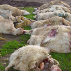 Ganado con las tripas fuera tras la visita del lobo. EFE
