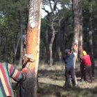 Imagen de un grupo de resineros en un monte de la provincia de León. DL