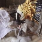 Sobre estas líneas, H3, con apenas unas horas de vida. A la izquierda, H2, en la primera ceba en el nidal a través del señuelo. Debajo, H1, recién eclosionado.