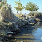 Una gran telaraña cubre la vegetación de la costa de Aitoliko, a 250 kilómetros al oeste de Atenas, Grecia. Expertos apuntan a que este fenómeno estacional está causado por las arañas Tetragnatha, una especie inofensiva para el ser humano y para la flora