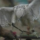 Alrededor de un centenar de aves rapaces volarán en La Virgen del Camino