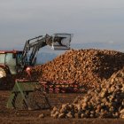 La consjería quiere que la industria supla la retirada de ayudas a la remolacha.