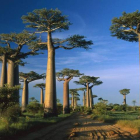 Un bosque de baobabs en Madagascar. WWE SUISSE