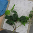 Algunas de las plantas aromáticas y medicinales que se estudiaron con el cuaderno de campo