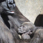 El bebé gorila del Bioparc de Valencia se llama Félix en honor a Félix Rodríguez de la Fuente.