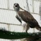 En el periodo 2002-2006 se actuó para conservar las poblaciones de águila perdicera