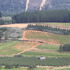 Viñedos del Bierzo Bajo, en una imagen de archivo.