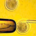 La imagen recoge la transferencia del núcleo de una célula adulta a un óvulo enucleado