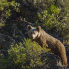 Un ejemplar de oso pardo grabado y fotografiado desde la carretera de Valdeprado, en el área leonesa del Alto Sil. HERMINIO M. MUÑIZ