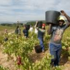 Los trabajadores extranjeros están cada año más presentes en el campo leonés en diversas labores