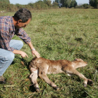 Un ganadero berciano atiende a un ternero que fue presuntamente atacado por el lobo, en una imagen de archivo. L. DE LA MATA