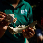 Huesos de tigre mostrados en el primer Zoohackaton que se celebra en España. EMILIO NARANJO