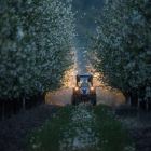 Imagen de un tractor entre campos de cerezos. TAMAS SOKI