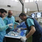 Intervención quirúrgica en la Facultad de veterinaria de León