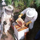 La Velutina ataca a las abejas y diezma los colmenares. L. DE LA MATA