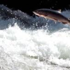 Un salmón realiza un espectacular salto en su avance imparable  contra la corriente