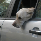 Un perro viajando en un coche.