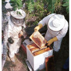 La alta mortandad de las abejas preocupa al sector y a las autoridades.