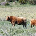 La plataforma se consolida como repositorio de información sobre vacuno de carne. MARCIANO PÉREZ