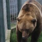 Los osos del Coto Escolar: «Luna» y «Ponderoso»