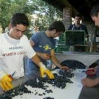 La ausencia de podredumbre en las viñas terminará acercando la producción a los 30 millones de kilos