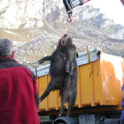 Jabalíes abatidos en un control de la población de la especie en Picos de Europa.