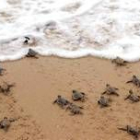 Los bebés de tortuga se acercan al agua una vez salidos del cascarón para vivir en libertad