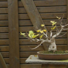 Un ejemplar de bonsái.