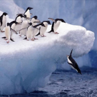 Un grupo de pingüinos, en aguas de la Antártida.