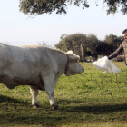 Ángel Santiago García ha puesto en marcha un sistema novedoso en España que le permite recibir mensajes en su teléfono móvil para advertirle de que sus vacas acaban de entrar en celo o que en una hora van a parir. Para ello coloca en los animales un termó