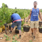 Vendimiadores en el Bierzo en tiempo de recolección.