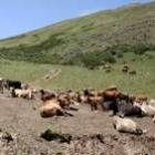 Un rebaño de vacas sestea en un puerto omañés