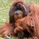El orangután Chantek, uno de los primeros en aprender el lenguaje de signos, en el zoo de Atlanta.