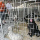 La Feria de Perros de Caza de Camponaraya es ya una cita consolidada