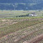 Viñedos adscritos a la Denominación de Origen Bierzo. L. DE LA MATA