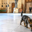 La nueva mascota de la Cámara de los Comunes británica es un gato y se llama Attlee. JESSICA TAYLOR