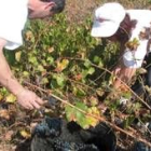 Imagen de la vendimia de este año, que ha concluido con buenos resultados para los viticultores