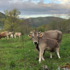 Entre las marcas se encuentra una ganadería de carne. OMAÑAYLUNA.COM