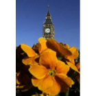 El Big Ben asoma tras unas flores en la plaza del Parlamento, el pasado 23 de febrero, en Londres.
