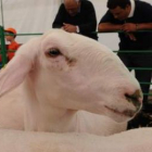 Un ejemplar de Assaf, de importancia vital para la producción quesera de la provincia.