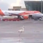 Un flamenco rosa ha sorprendido a los trabajadores de pista del aeropuerto de Son Sant Joan.