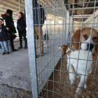Los primeros ejemplares caninos expuestos ya se pudieron contempar este sábado.