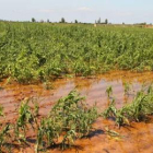 Aspecto que presentaban ayer algunos de los terrenos afectados por la tormenta.