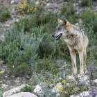 Imagen de un ejemplar de lobo ibérico. MIRIAM A. MONTESINOS
