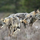 En los últimos años las poblaciones de lobos han crecido en los montes de la provincia.